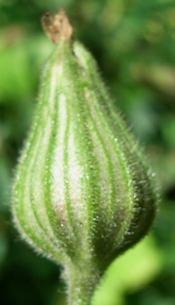 Silene latifolia